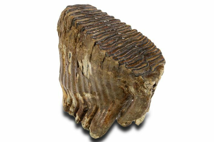 Woolly Mammoth Upper M Molar - North Sea Deposits #337190